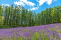 Vest violet Lavender flowers field at summer sunny day Royalty Free Stock Photo