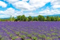 Vest violet Lavender flowers field at summer sunny day Royalty Free Stock Photo