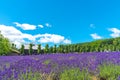 Vest violet Lavender flowers field at summer sunny day Royalty Free Stock Photo