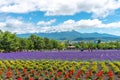 Vest violet Lavender flowers field at summer sunny day Royalty Free Stock Photo