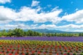 Vest violet Lavender flowers field at summer sunny day Royalty Free Stock Photo