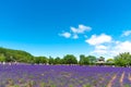 Vest violet Lavender flowers field at summer sunny day Royalty Free Stock Photo