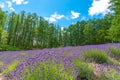 Vest violet Lavender flowers field at summer sunny day Royalty Free Stock Photo