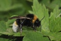 Vestal Cuckoo Bee Royalty Free Stock Photo