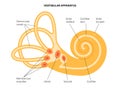 Vestibular apparatus anatomy