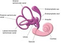 Vestibular apparatus of the ear