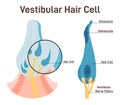 Vestibular hair cell. Inner ear ampullary cupula providing the sense