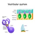 Vestibular system with crista, macula, cochlea and receptor cells