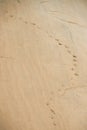 Vestige of bird on sand