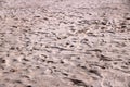 Vestige on sand on the beach Royalty Free Stock Photo