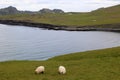 Sheep grazing in a meadow in the Heimaey Island, Vestmannaeyjar-Iceland Royalty Free Stock Photo
