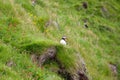 Iceland-Puffin on a rocky slope on the Vestmannaeyjar- Westman Islands
