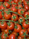 Cherry tomatoes with green leaves Royalty Free Stock Photo