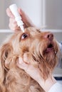 Vet applying eye drops to a dog Royalty Free Stock Photo