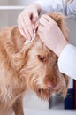 Vet applying eye drops to a dog Royalty Free Stock Photo