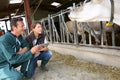 Vet and breeder discussing health of farm animals Royalty Free Stock Photo