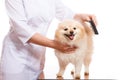 Vet brushing dog of the Spitz breed, background