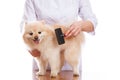 Vet brushing dog of the Spitz breed, isolated background