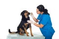 Vet brushing dog teeth Royalty Free Stock Photo