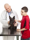 Vet Cares for Scotty Dog Royalty Free Stock Photo