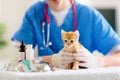 Vet with cat. Kitten at veterinarian doctor