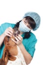 Vet checking a dog Royalty Free Stock Photo