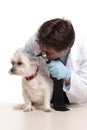 Vet checking dog Royalty Free Stock Photo