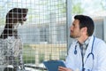 vet checking dog in cage Royalty Free Stock Photo