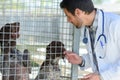 vet checking dog in cages Royalty Free Stock Photo