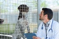 vet checking dog in pen Royalty Free Stock Photo