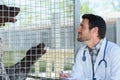 vet checking dog in pen Royalty Free Stock Photo