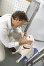 Vet Checking Dog In Pen Royalty Free Stock Photo