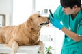 The vet is checking the eyes of the Golden Retriever dog in the hospital examination room Royalty Free Stock Photo