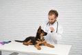 Vet checking by fingers German Shepherd reflexes