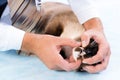 Vet checks the health of a cat Royalty Free Stock Photo