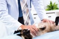 Vet checks the health of a cat Royalty Free Stock Photo