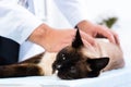 Vet checks the health of a cat Royalty Free Stock Photo