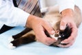 Vet checks the health of a cat Royalty Free Stock Photo