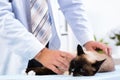 Vet checks the health of a cat Royalty Free Stock Photo