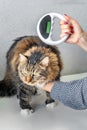 Cat vet clinic visit Royalty Free Stock Photo