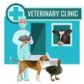 Vet clinic with doctor and farm animals