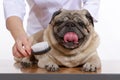 The vet combed wool pug dog on white background