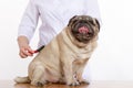 The vet combed wool pug dog on white background