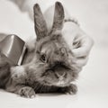 Vet combing rabbit