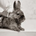 Vet combing rabbit