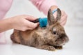 Vet combing rabbit