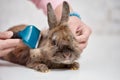 Vet combing rabbit