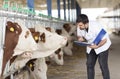 Vet And Cows Royalty Free Stock Photo