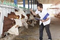 Vet And Cows Royalty Free Stock Photo