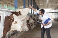 Vet And Cows Royalty Free Stock Photo